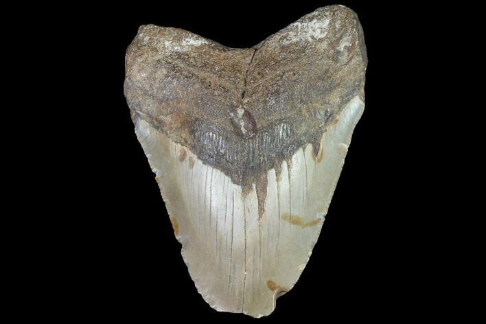 Bargain, Fossil Megalodon Tooth - North Carolina #91620